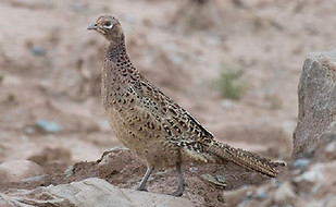 Shawi - Wuqi-axian wuheshalucun 07-10-17 - Lee Tao xinjiang.birds vatch 2.jpg