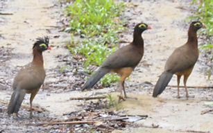 Nothocrax urumutum maschio -Apuí AM Brasile 12-11-20 - Kenny Uéslei 2 - Copia.PNG