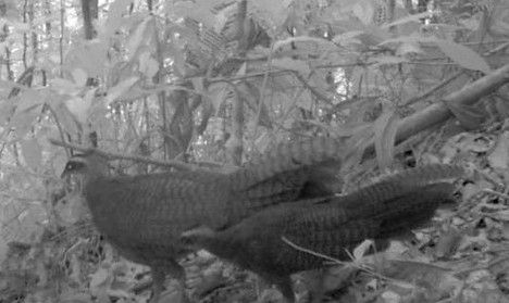 Nigrescens - by Perhilitan - chinapress