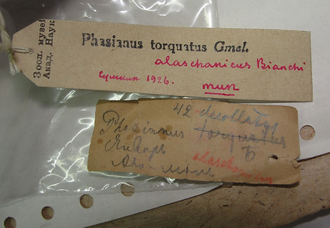 Alschanicus male n° 42 - Loskot and Sergeeva.jpg