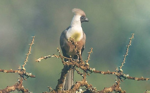Crinifer p. leopoldi - Nyandungu Urban Wetland Eco-tourism Park, Ville de Kigali, Rwanda 1