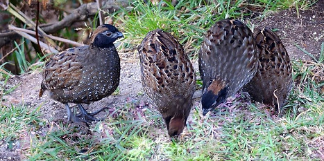 Odontophorus atrifrons navaj + Chamicero del Perijá Proaves Reserve, Cesar, Colombia 06-08