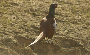 Bianchi + Termez_ Amu Darya Uzbekistan 26-01-22 - Agzamov Fazlullo birds uz 2.PNG