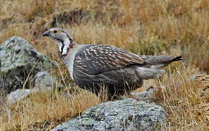 tetraogallus sewerzowi (Almaty region, Kosmostancia birds kz (1).jpg