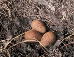 Slateri-www.rlyl .net  +.jpg