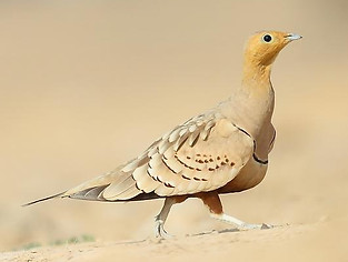 pterocles_exustus_erlangeri Carlos N. G