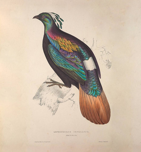 Lophophorus impejanus - i litografia di Elizabeth Gould, per A Century of Birds from the