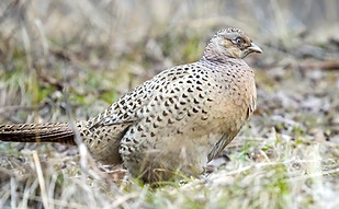 Mongolia - Sairan, Large Almatinka riv. 09-03-22 - Raouf Bairashev birds kz 2 - Copia.jpg