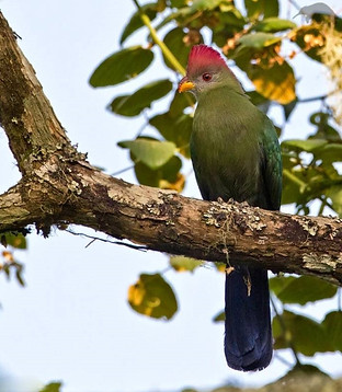 Tauraco bannemanni - Bamenda Highlanda, North-West, Cameroon 22-03-12 - Lars Petersson - M