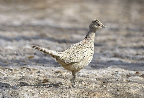 Satchu - Zhangye Heihe Gansu 12-04-22 - Xiao Wenyuan www.npadata cn x sito.jpg