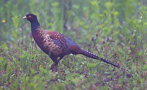 Decollatus + Guizhou 26-05-10 - www.birdnet cn Gao Xi (.jpg