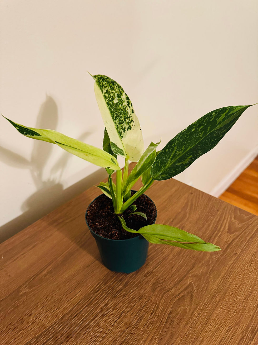 Thumbnail: Philodendron ‘Jose Buono Fiesta’ (4inch) 