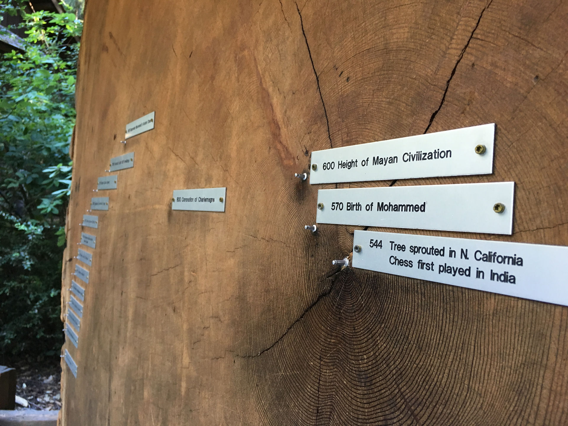 Redwood cross section