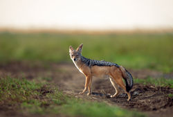 Mikumi National Park