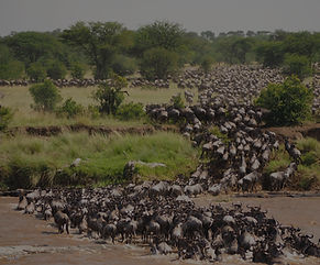 Great wildebeest migration crossing Mara river at Serengeti National Park - Tanzania_edite
