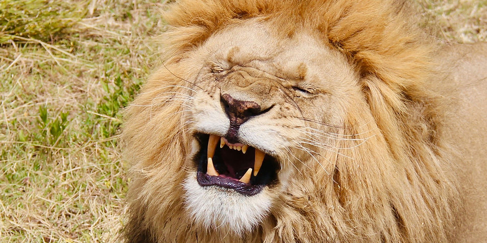 Big Five Serengeti