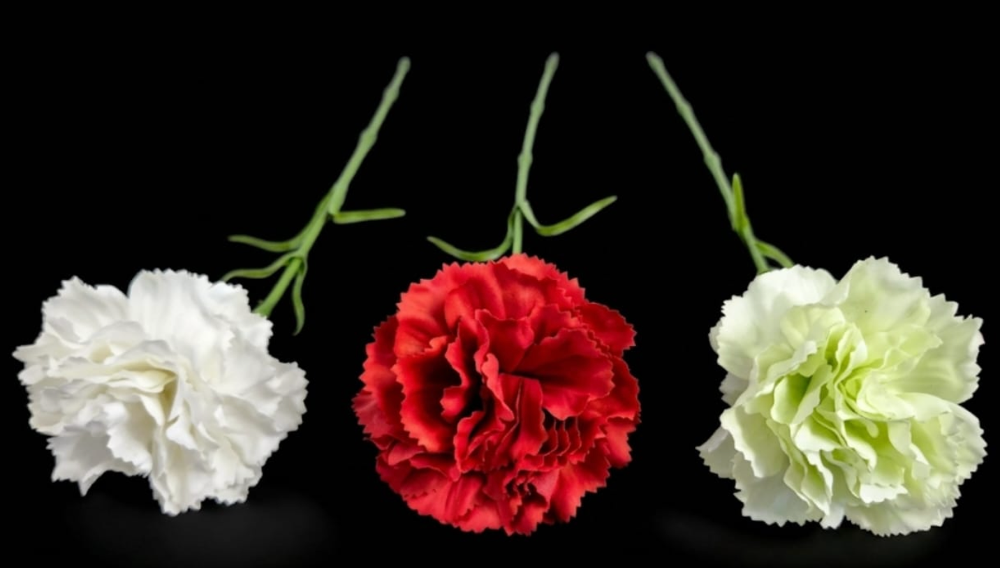 Carnations (Quantity: 10)