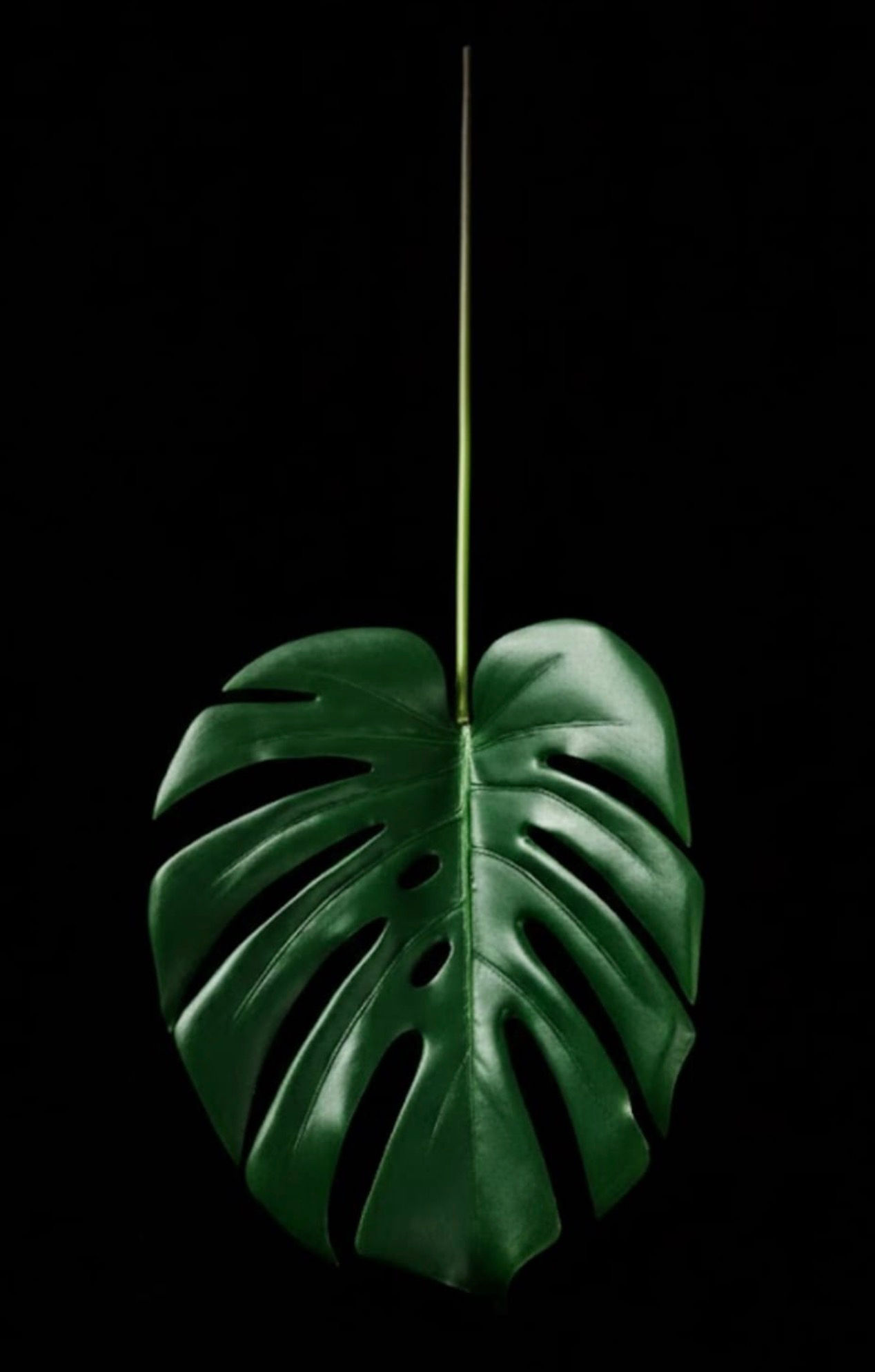 Monstera Leaf (Quantity: 10)