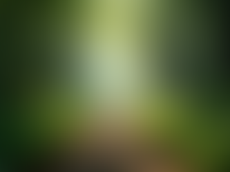 Secret Gems of Kerala: Unveiling Hidden Tourist Spots Only Locals Know