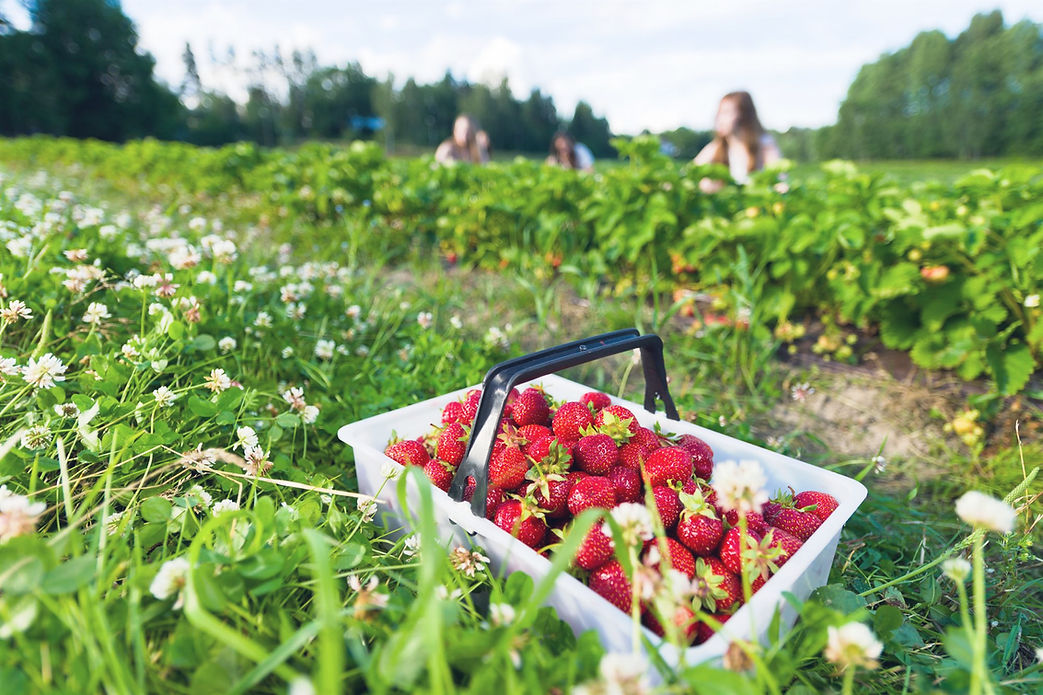 Strawberry-Picking-in-NJ_edited.jpg