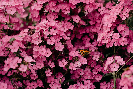 Pink Flowers