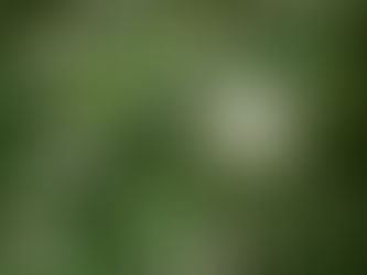 Why Vegan Meal Prep Is Growing in Popularity in Annapolis