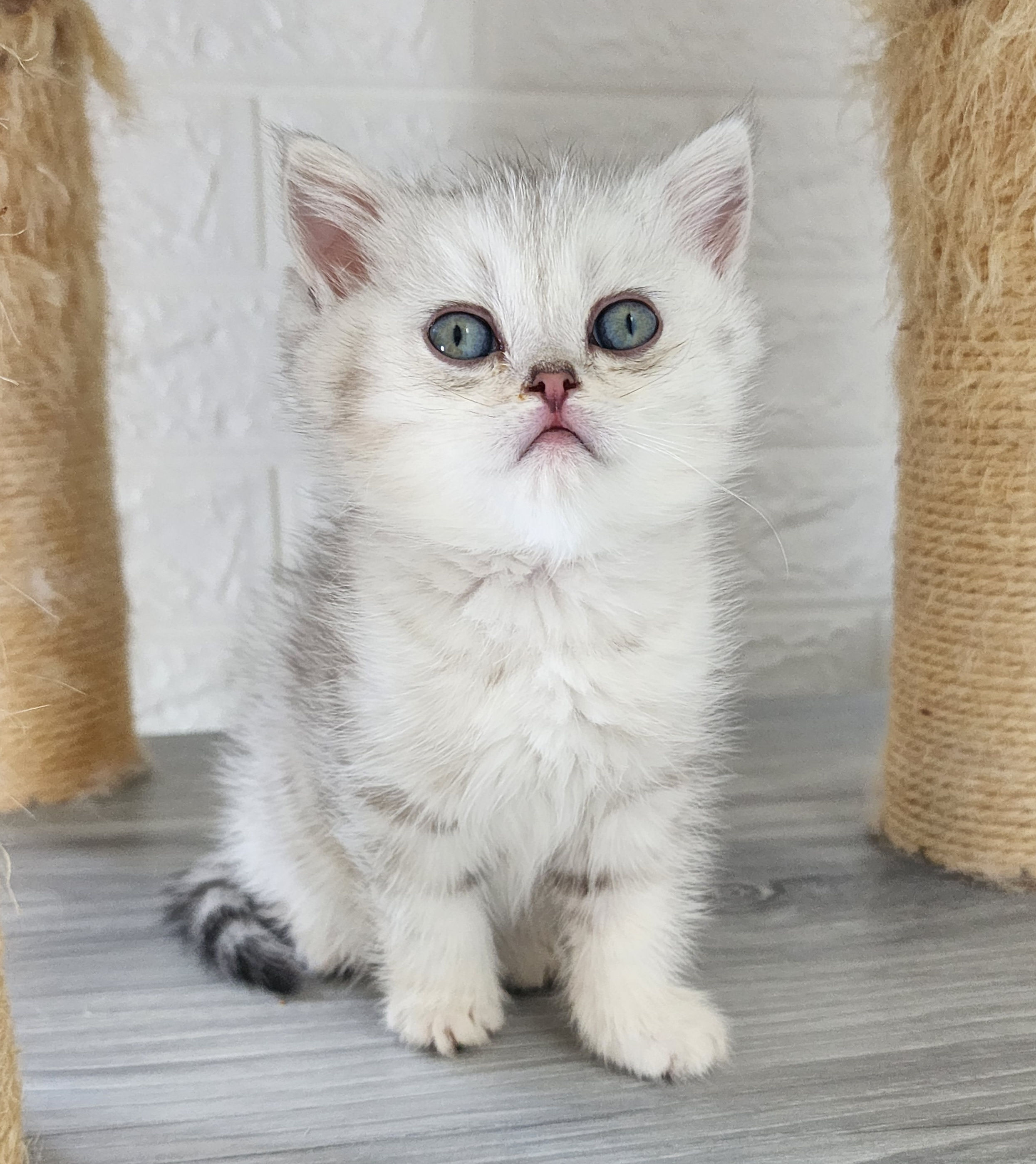 British shorthair silver chinchilla kitten available 💥