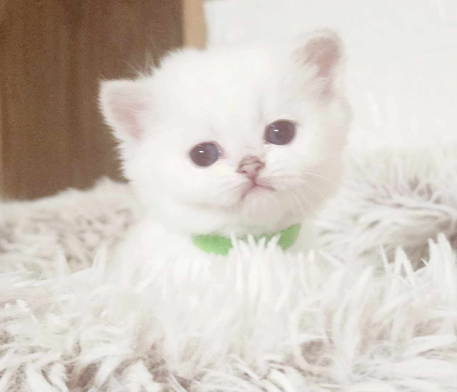 Baby face British shorthair chinchilla kitten blue eyes 👀 