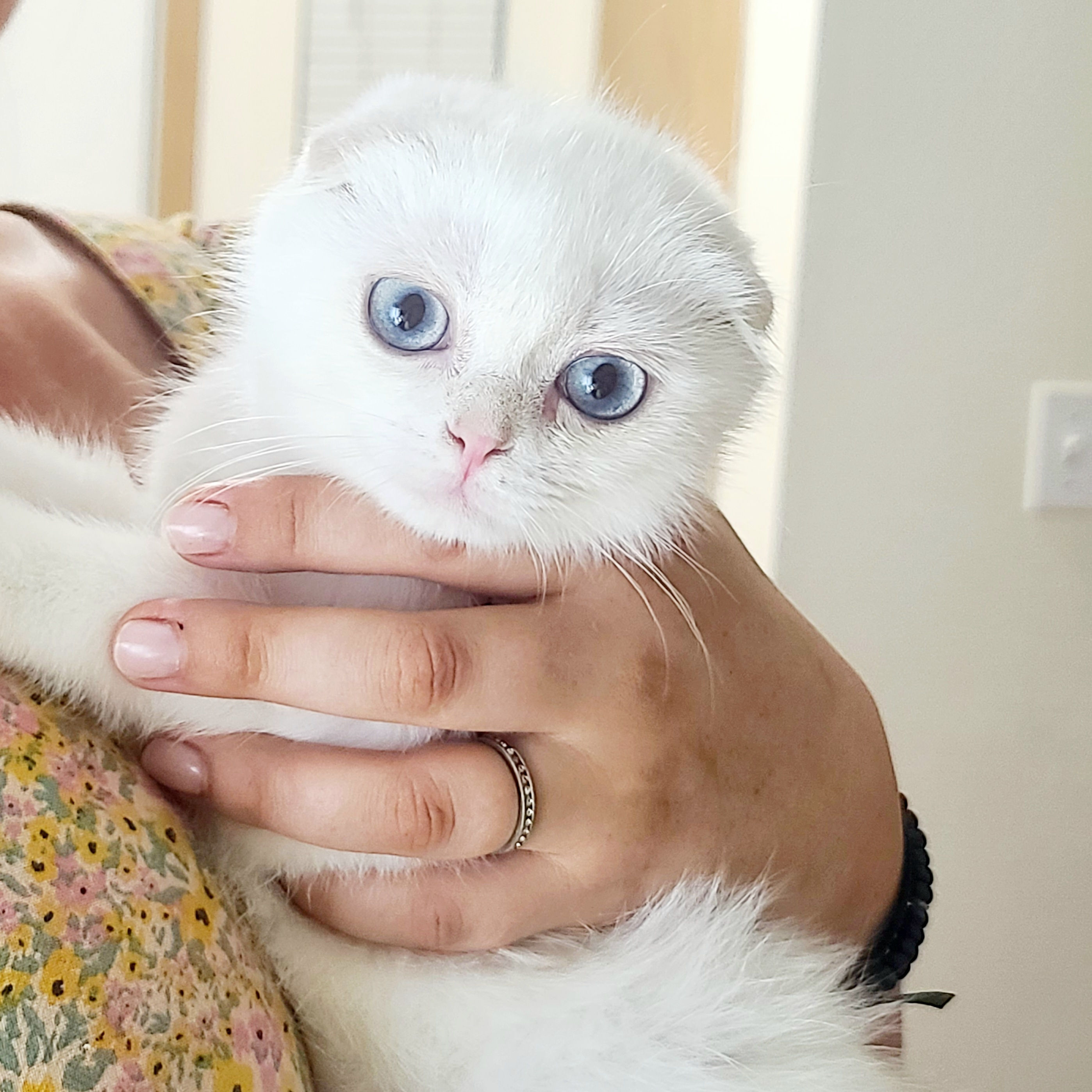 Scottish fold chinchilla kitten with blue eyes