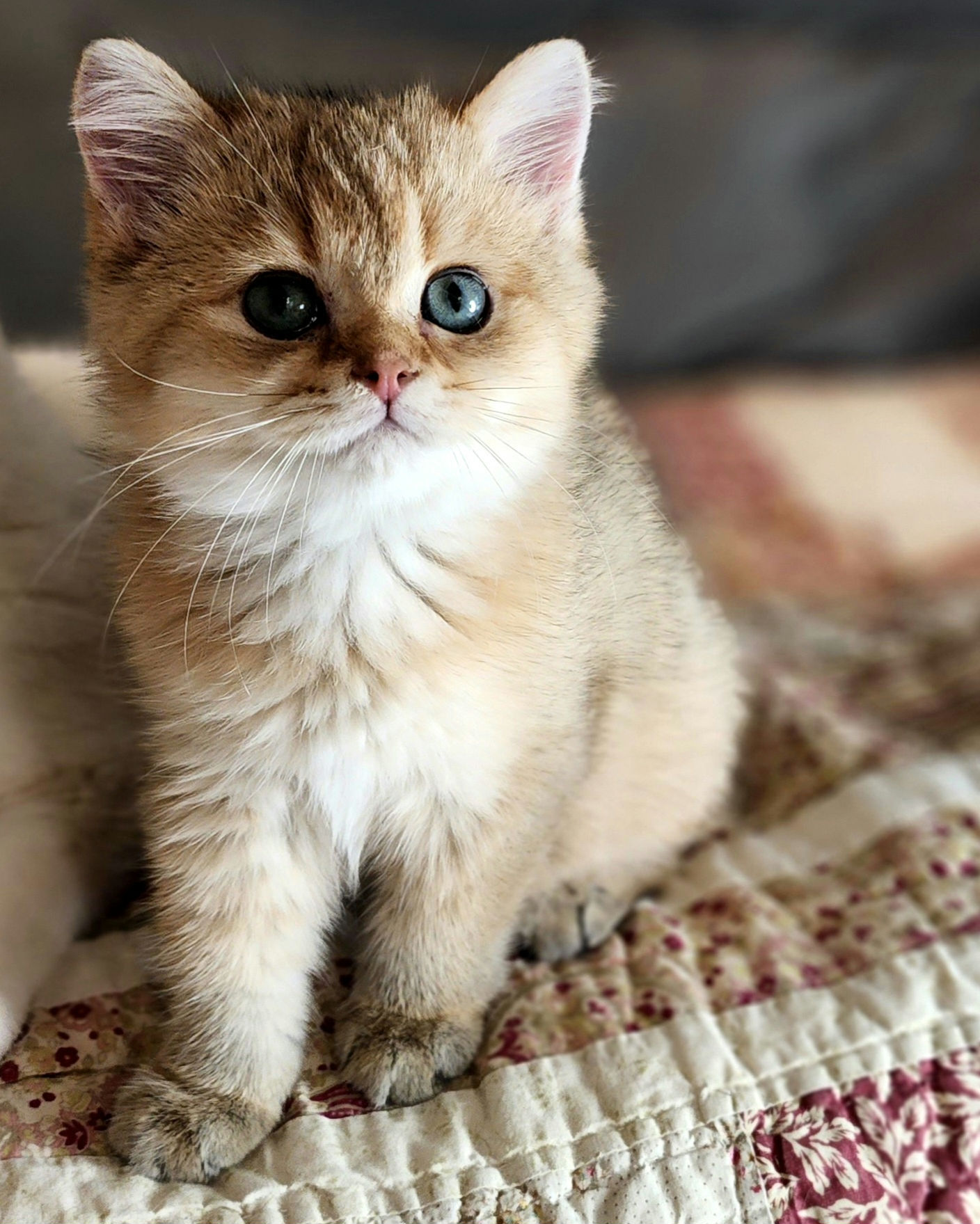 British shorthair NY11 golden chinchilla kitten available