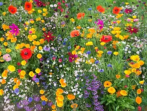 Deer Hydroseeding Mix.webp