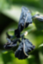 persicaria tinctoria per la produzione di indaco naturale