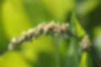 fiori naturali azienda agricola pigno