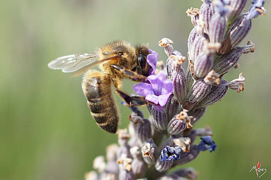 4c1c58fb02_36832_46366-abeille-lavande-laurentmorand-flickr.jpg
