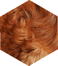 fourrure.gif