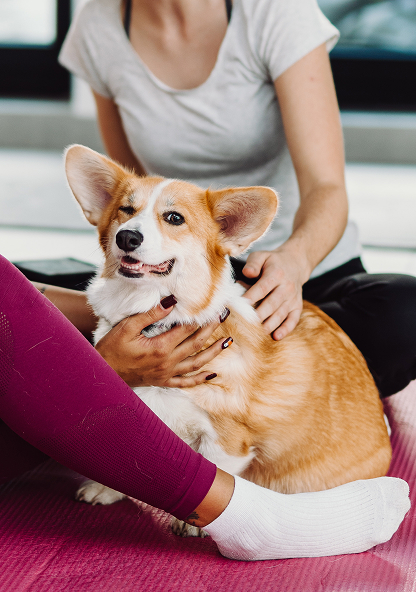 Szczeniaczek głaskany przez klientów