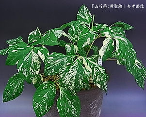 榛東村凪帆園 | 山野草