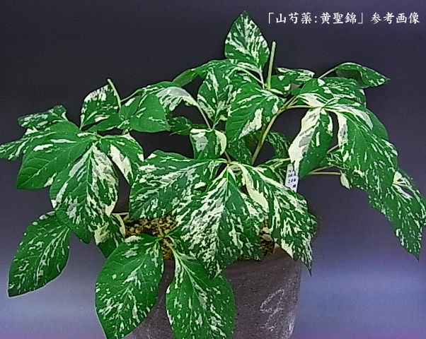 み*ん様 山野草 斑入 ヤマシャクヤク 「氷雨×きら星」 山野草