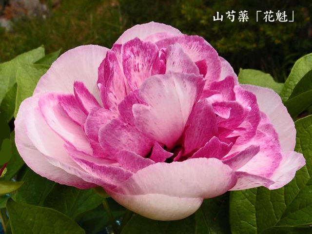 榛東村凪帆園 | 山野草