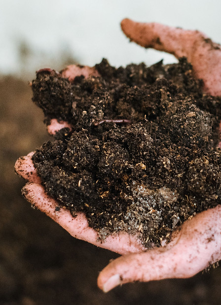 Hands cupped together holding soil
