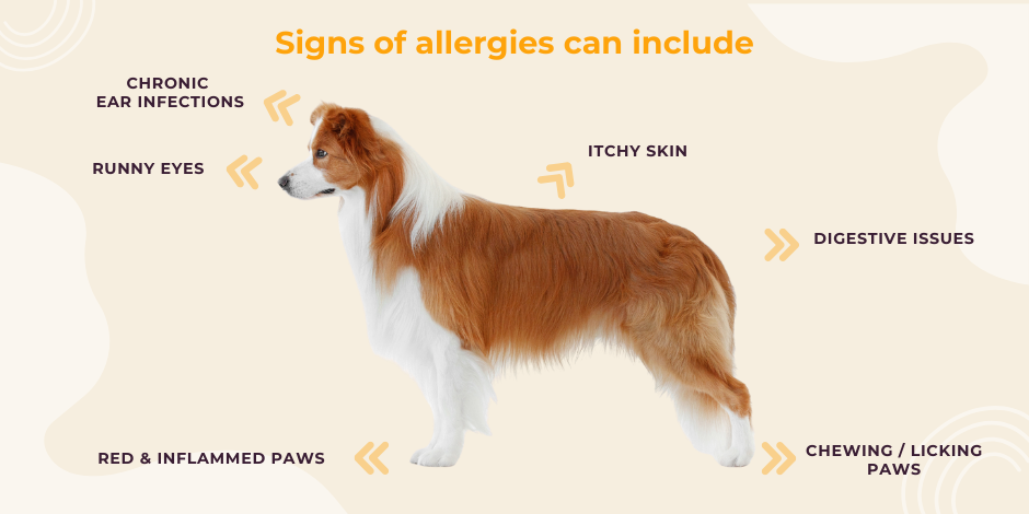 Border Collie dog with text listing allergy signs: chronic ear infections, runny eyes, itchy skin, digestive issues, red paws, and chewing paws. Wish Dogs Martyna Figiel