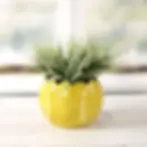 Tennis ball planter