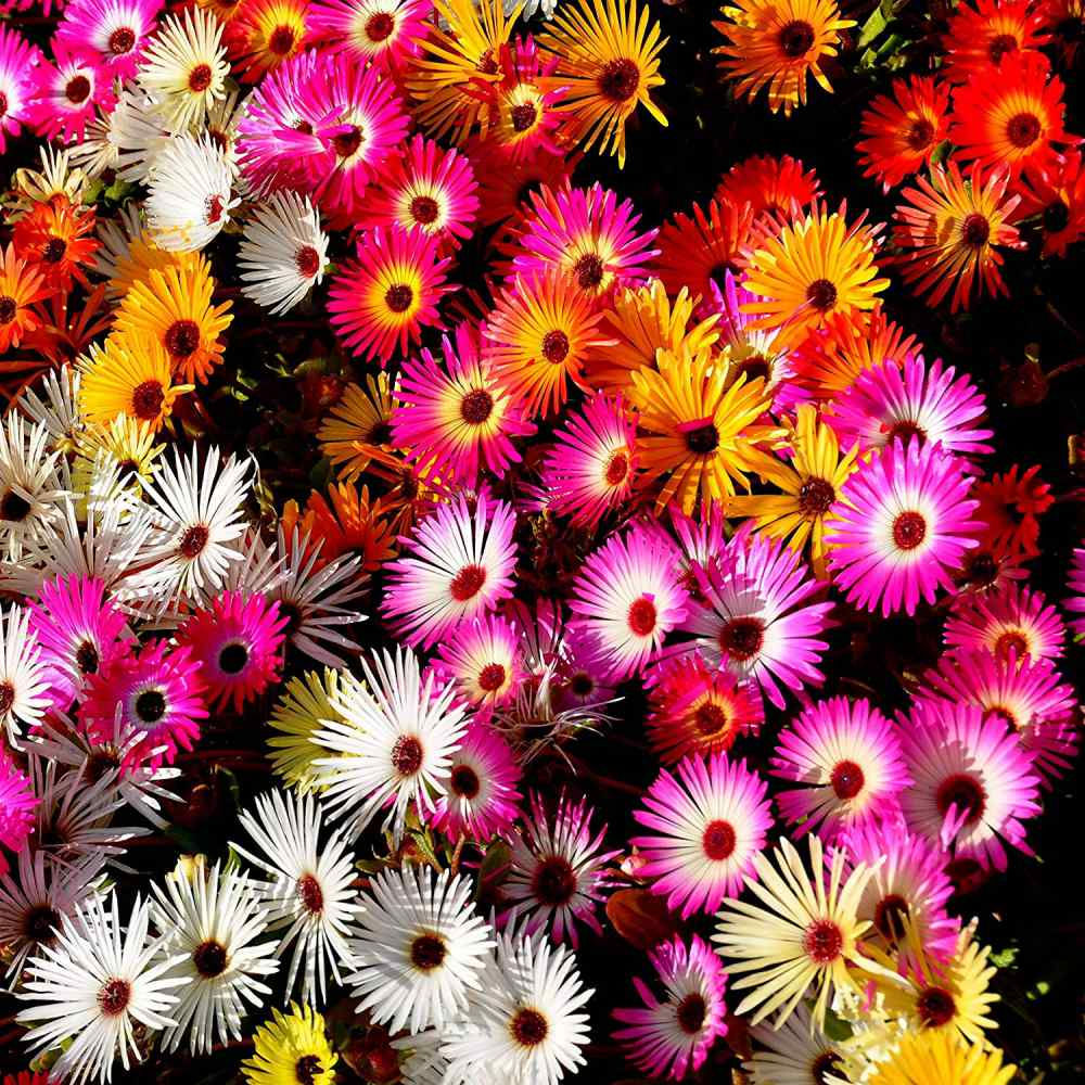 Ice Plant, Mixed