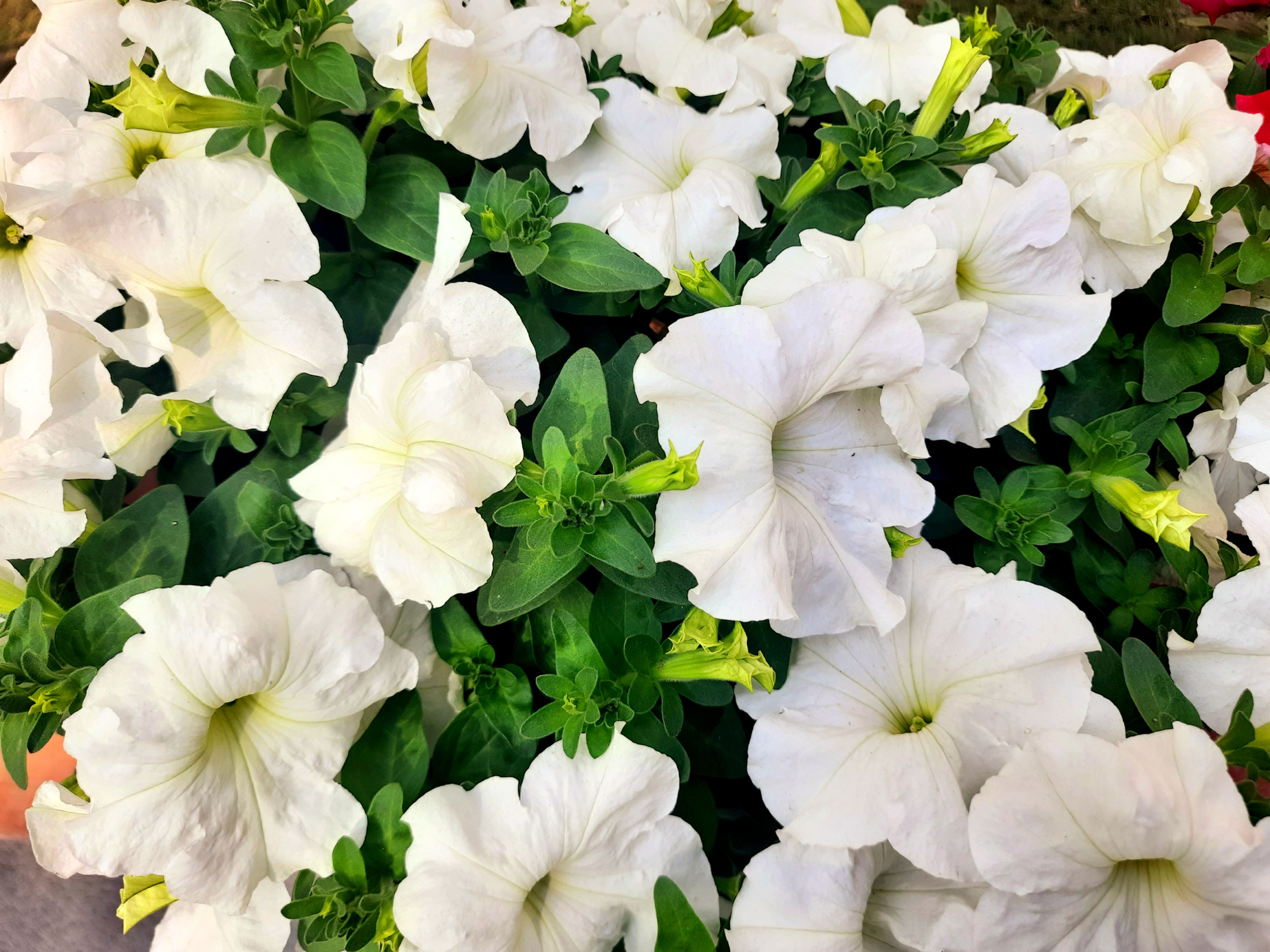 Petunia Dreams White