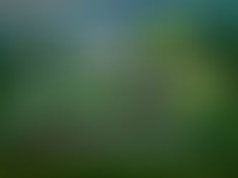 Rede Mulher Florestal entrega prêmio em feira do setor florestal; presidente se torna embaixadora