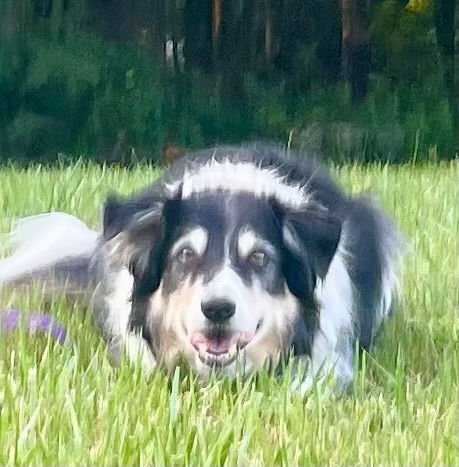 Identifying and Untangling "No-Growth" Loops in Life/Work with Dogs