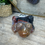 Thumbnail: Ocean Jasper frog