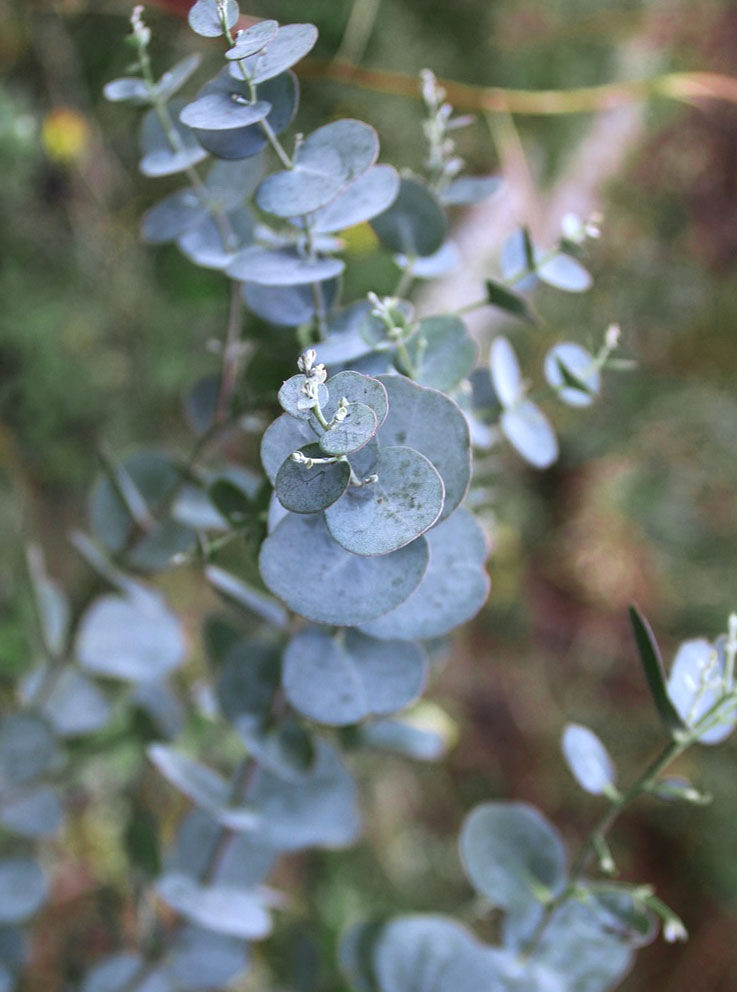 Eukalyptus Mostgummi-Eukalyptus - Eucalyptus gunnii Moskito, ideal für die Schädlingsabwehr mit duftenden Blättern.