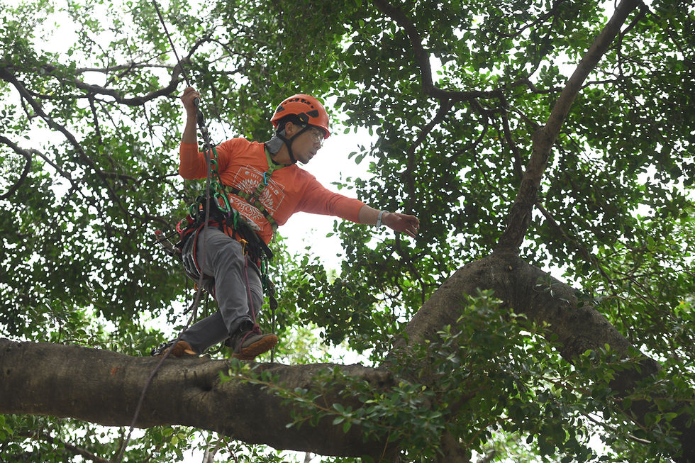 縮圖：二級攀樹技術證書課程