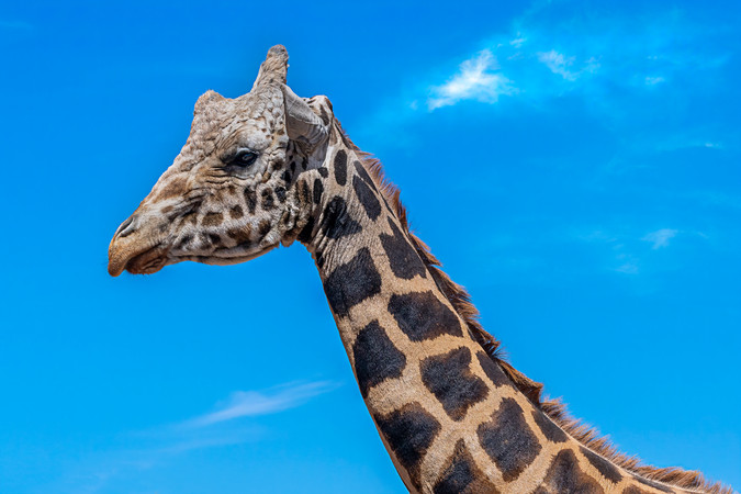 Old Giraffe at Out of Africa Wildlife Park, Camp Verde, Arizona